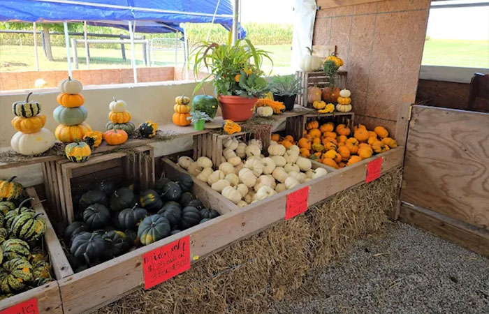 pumpkin market stand Honey Brook, PA