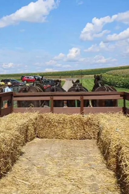 A hayride with horses