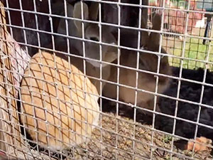 Petting Zoo Bunnies in Honey Brook, PA