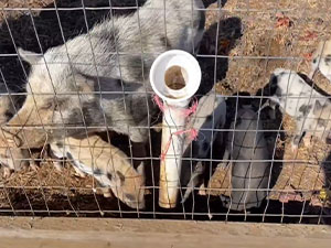 Petting Zoo Pigs in Honey Brook, PA