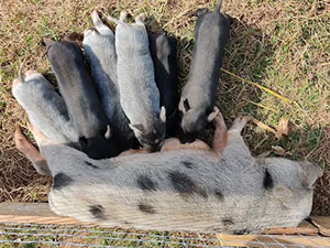 Petting Zoo Piglets in Honey Brook, PA