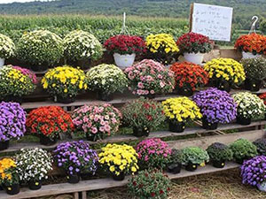 Mums for sale in Honey Brook, PA
