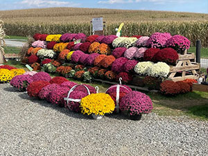 Mums for sale in Honey Brook, PA