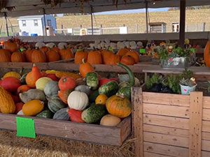 Pumpkins for Sale in Honey Brook, PA