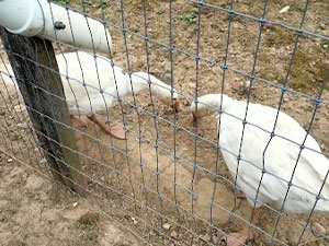 Petting Zoo Ducks in Honey Brook, PA