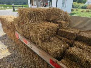 Hay for sale in Honey Brook, PA