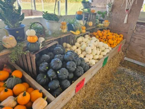 Pumpkins for sale in Honey Brook, PA