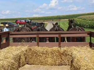Hay Ride in Honey Brook, PA