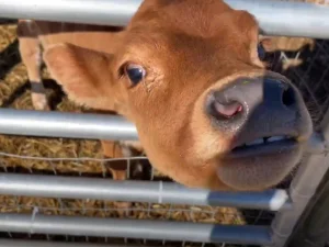 Petting Zoo Cows/Calves in Honey Brook, PA