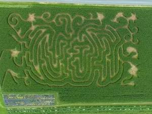 Corn Maze in Honey Brook, PA