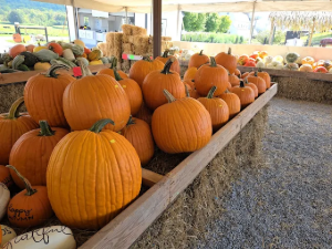 Pumpkins for sale in Honey Brook, PA