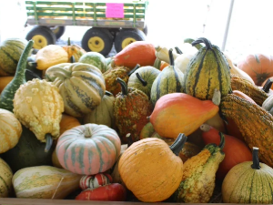 Market Stand in Honey Brook, PA