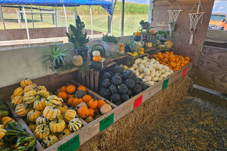 Pick-your-own pumpkins at King’s Pumpkin Farm & Corn Maze pumpkin patch