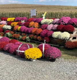 An assortment of mums at King's Family Farm