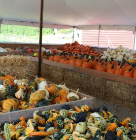 An assortment of pumpkins and gourds at the market stand